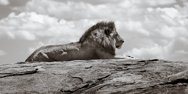 A Lion on a Serengeti kopje A Lion on a Serengeti kopje