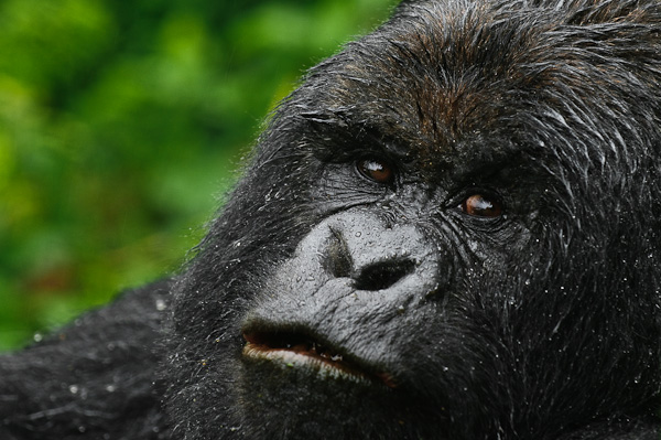 Silverback Mountain Gorilla