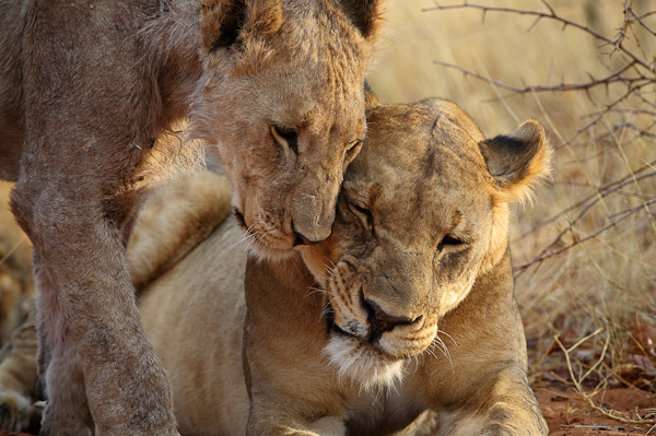 Lioness and Cub, Namibia