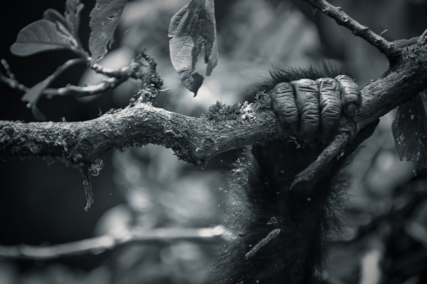 Infant mountain gorilla hanging on to a branch