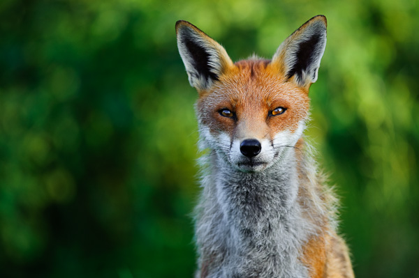 British Red Fox British Red Fox