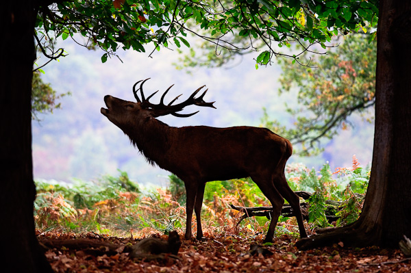 Red Deer in silhouette at Richmond Park Red Deer in silhouette at Richmond Park