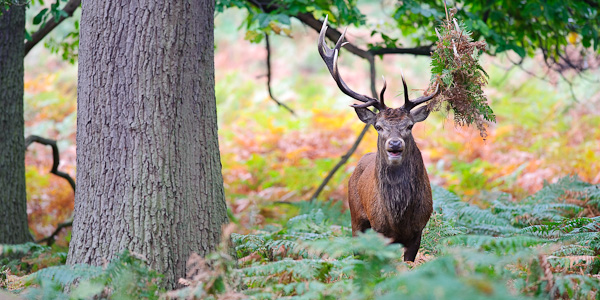 Red deer and bracken at Richmond Park Red deer and bracken at Richmond Park