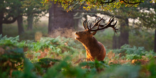 Richmond Park stag in the golden sun Richmond Park stag in the golden sun