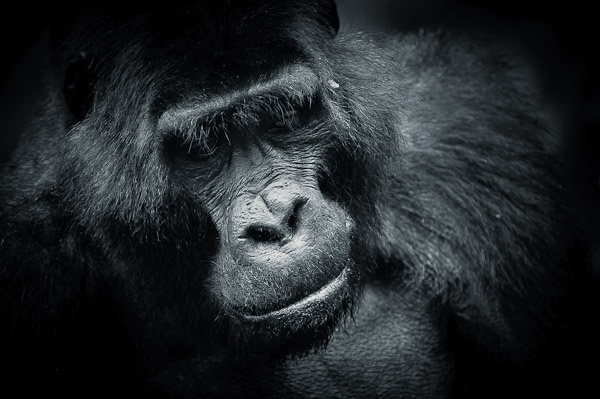 nkuringo silverback mountain gorilla nkuringo silverback mountain gorilla