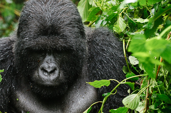 silverback mountain gorilla in the rain