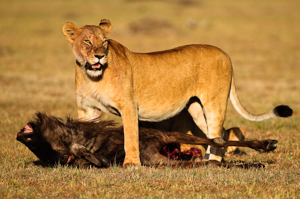 lioness and wildebeest carcass lioness and wildebeest carcass
