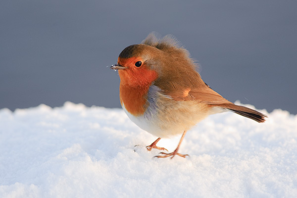 red robin in the snow red robin in the snow