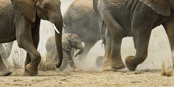 Amboseli Crossing elephant calf amboseli