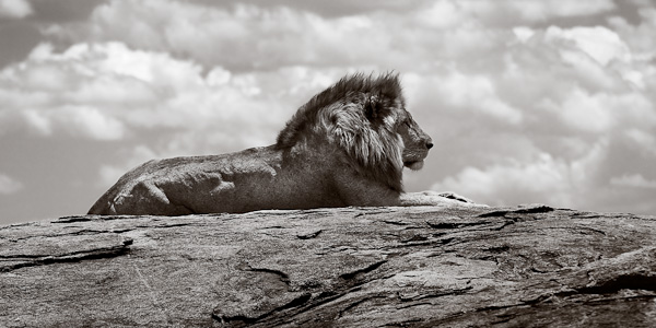 a lion on a serengeti kopje