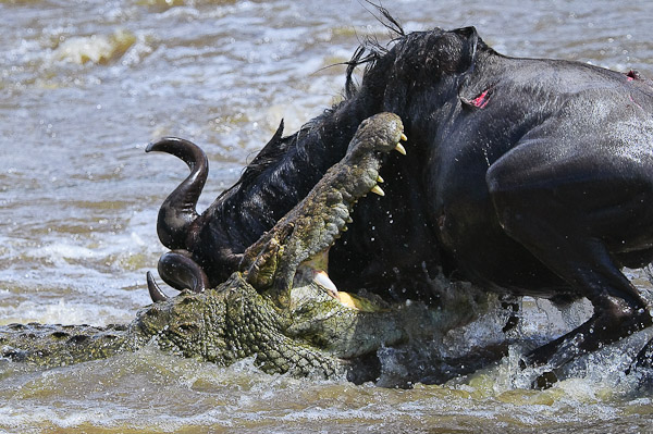 crocodile and wildebeest battle
