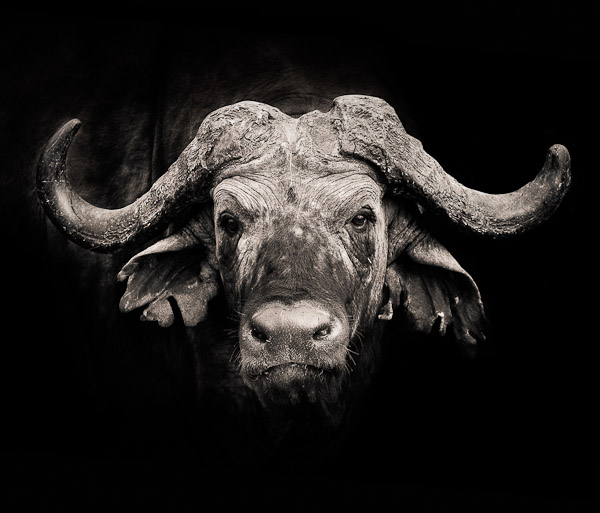 african buffalo african buffalo