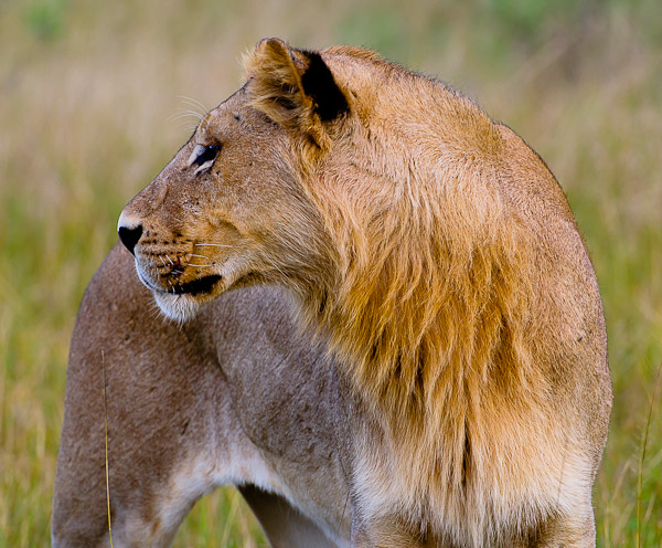 lioness: a backwards glance