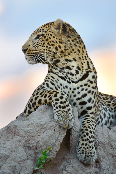 leopard on a termite mound leopard on a termite mound