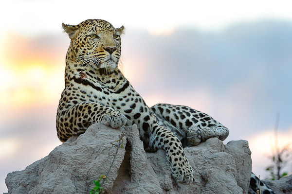 leopard atop a termite mound leopard atop a termite mound