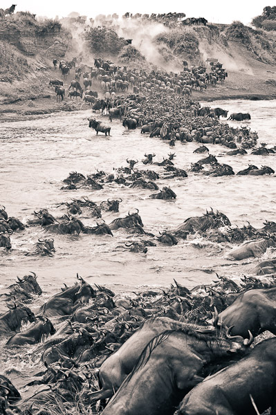 wildebeest river crossing