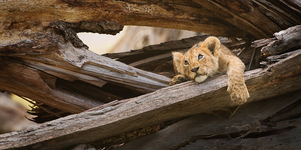 lion cub on a wood pile