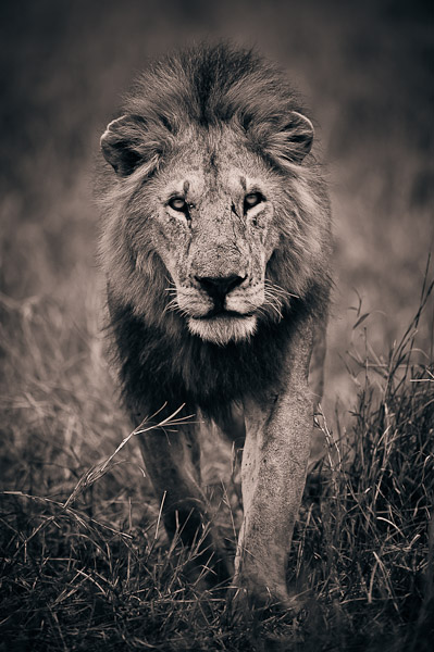 male lion