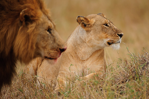 lion lioness lion lioness