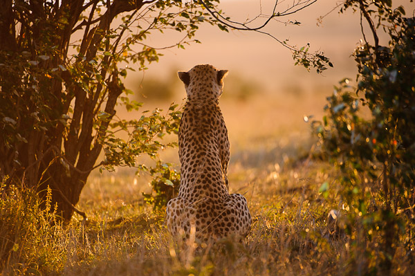 sunset cheetah sunset cheetah