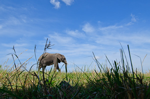 grass level elephant grass level elephant