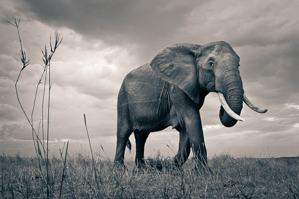 elephant matriarch