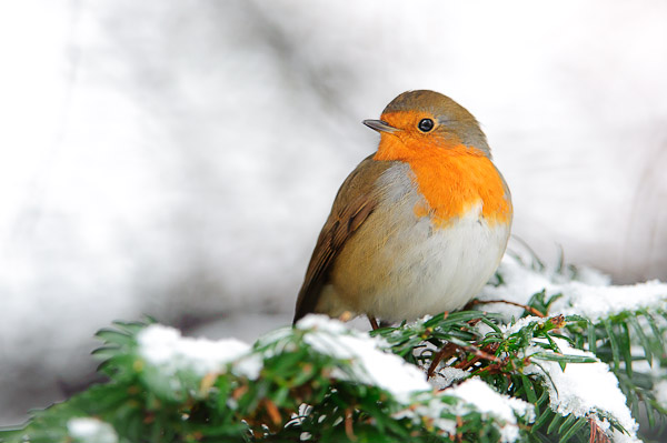 red robin in the snow red robin in the snow