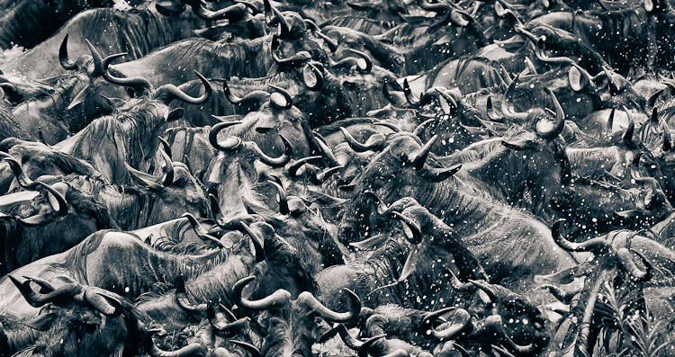 Marameleé wildebeest crossing mara river