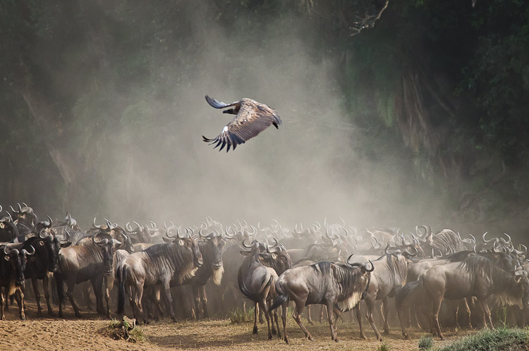 masai mara river crossing