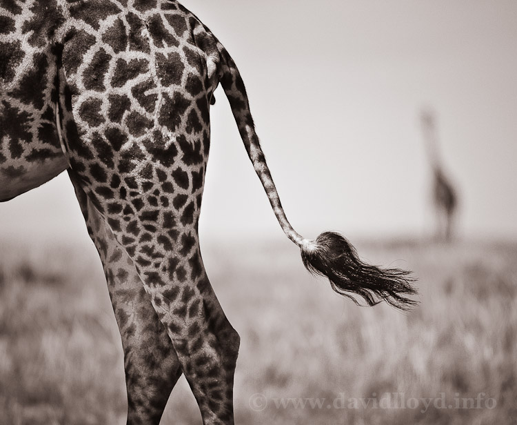 wildlife photographer of the year portfolio 21