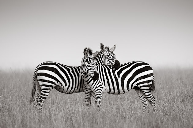 zebra pair