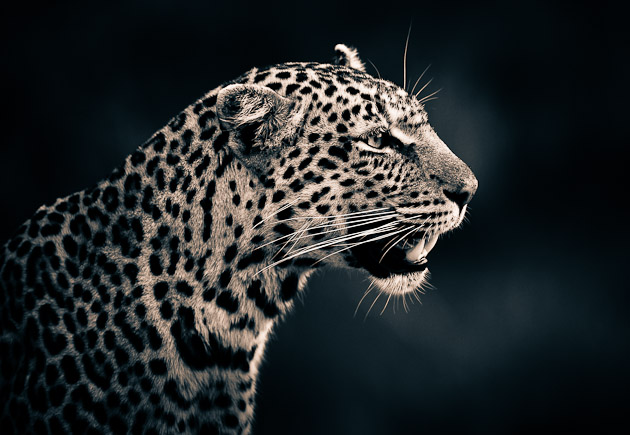 leopard