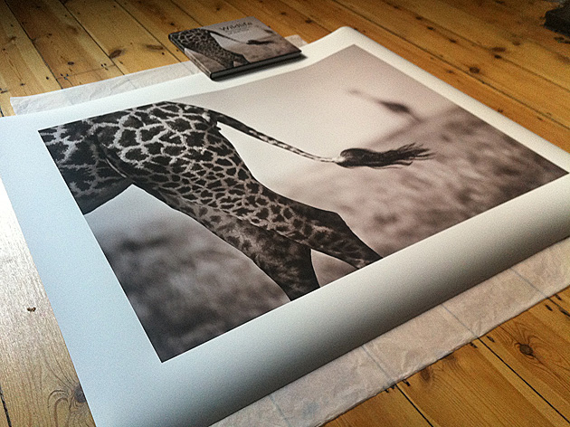giraffe