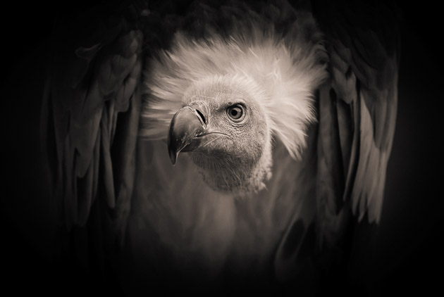 white backed vulture